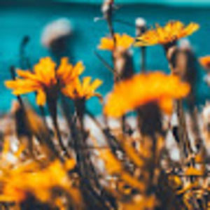 Meet your Posher, Ella-rose